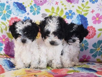 Morkiepoo Puppies Ready For Their Forever Homes