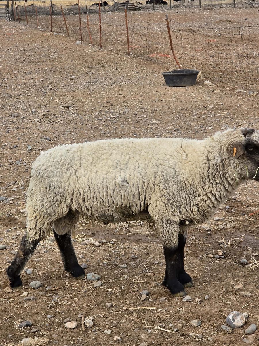 2 Hampshire quality show Rams for Sale