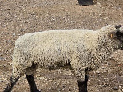 2 Hampshire quality show Rams for Sale