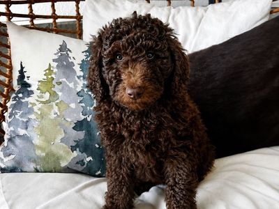 AKC Moyen Poodle puppy- DISCOUNT TODAY ONLY!!!! Timber Male READY TO GO