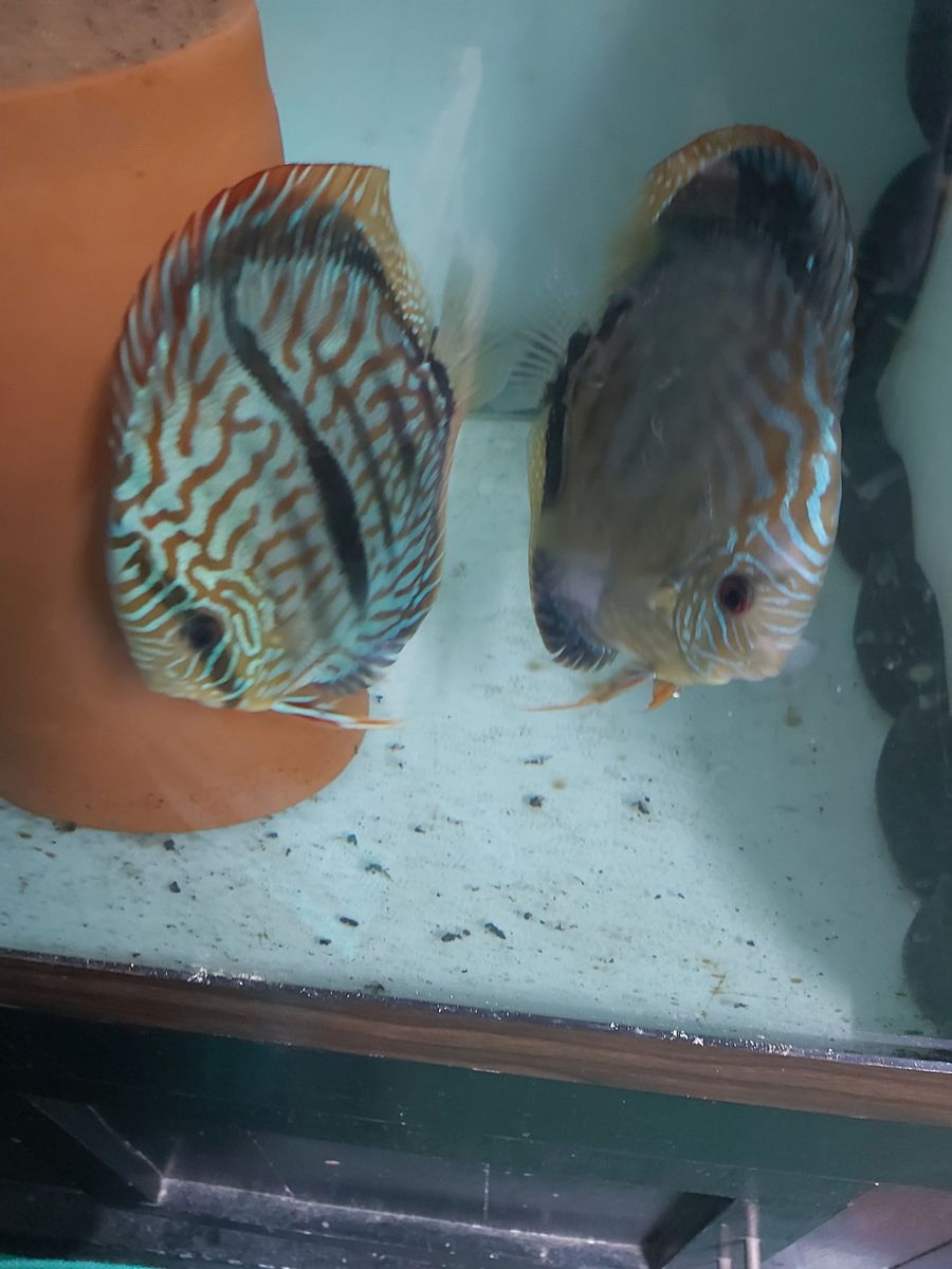 ADVANCED DISCUS KEEPERS ONLY