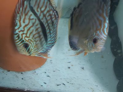 ADVANCED DISCUS KEEPERS ONLY