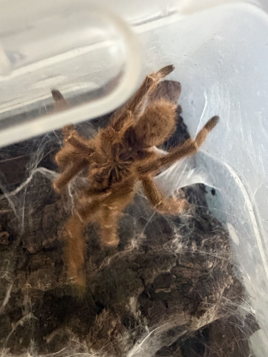 MM OBT