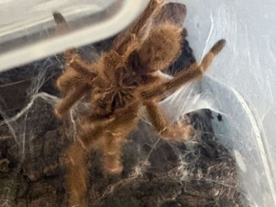 MM OBT