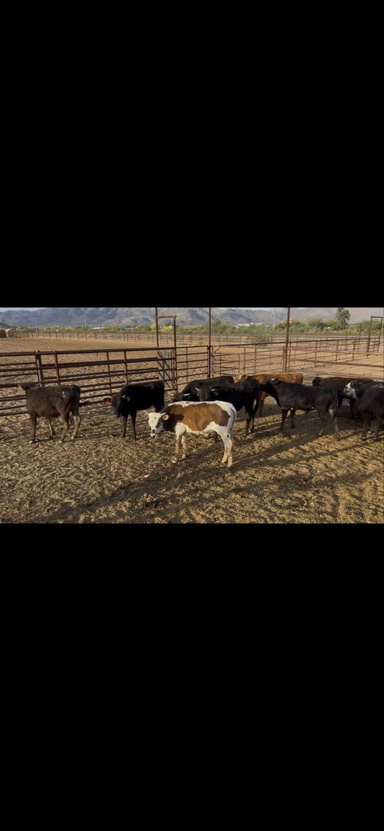 Potential team ropers