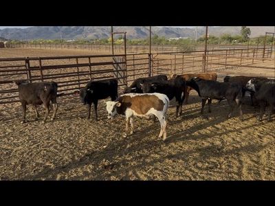 Potential team ropers