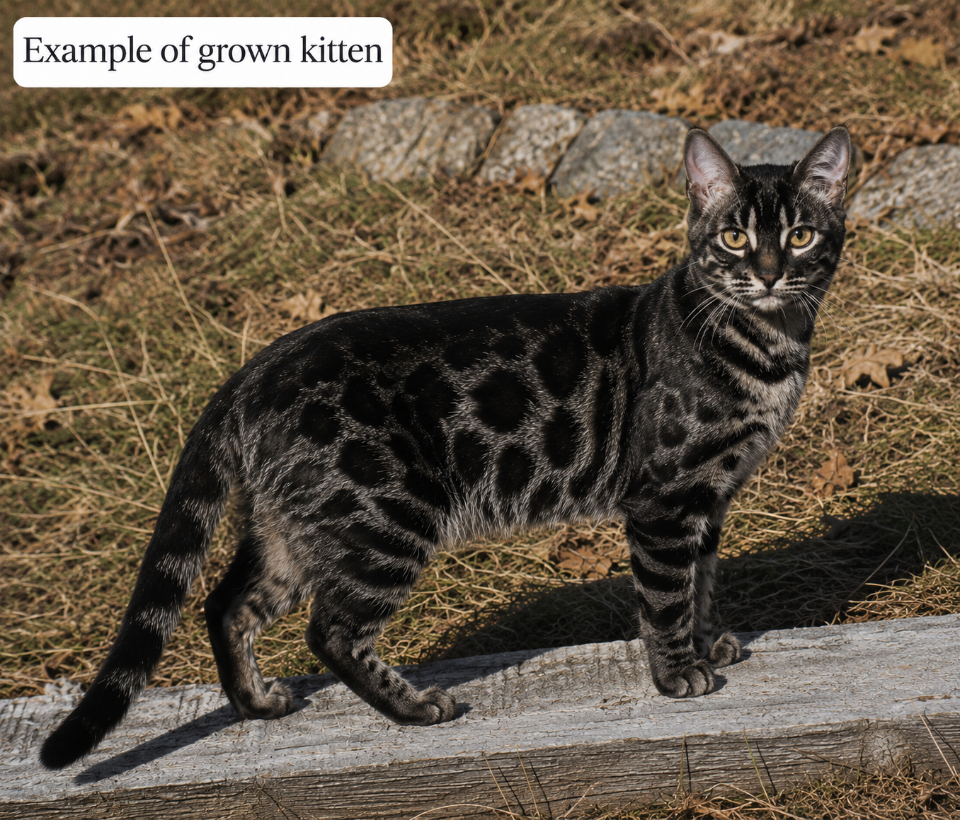 RARE GLITTER CHARCOAL & MELANISTIC BENGAL KITTENS TICA Registered • HCM Tested • Champion Bloodlines