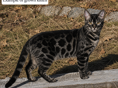RARE GLITTER CHARCOAL & MELANISTIC BENGAL KITTENS TICA Registered • HCM Tested • Champion Bloodlines