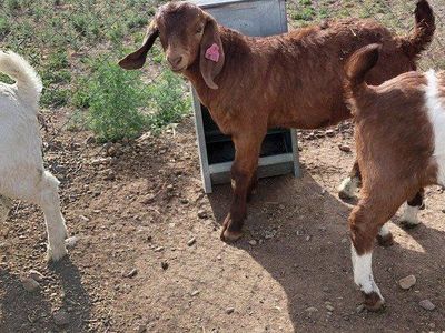 4H Boer Wether