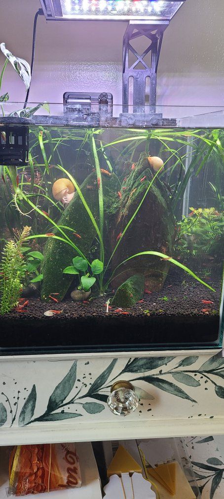Cherry Shrim, Aquarium Cleaning Crew