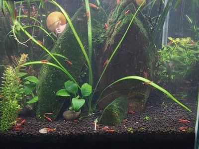 Cherry Shrim, Aquarium Cleaning Crew
