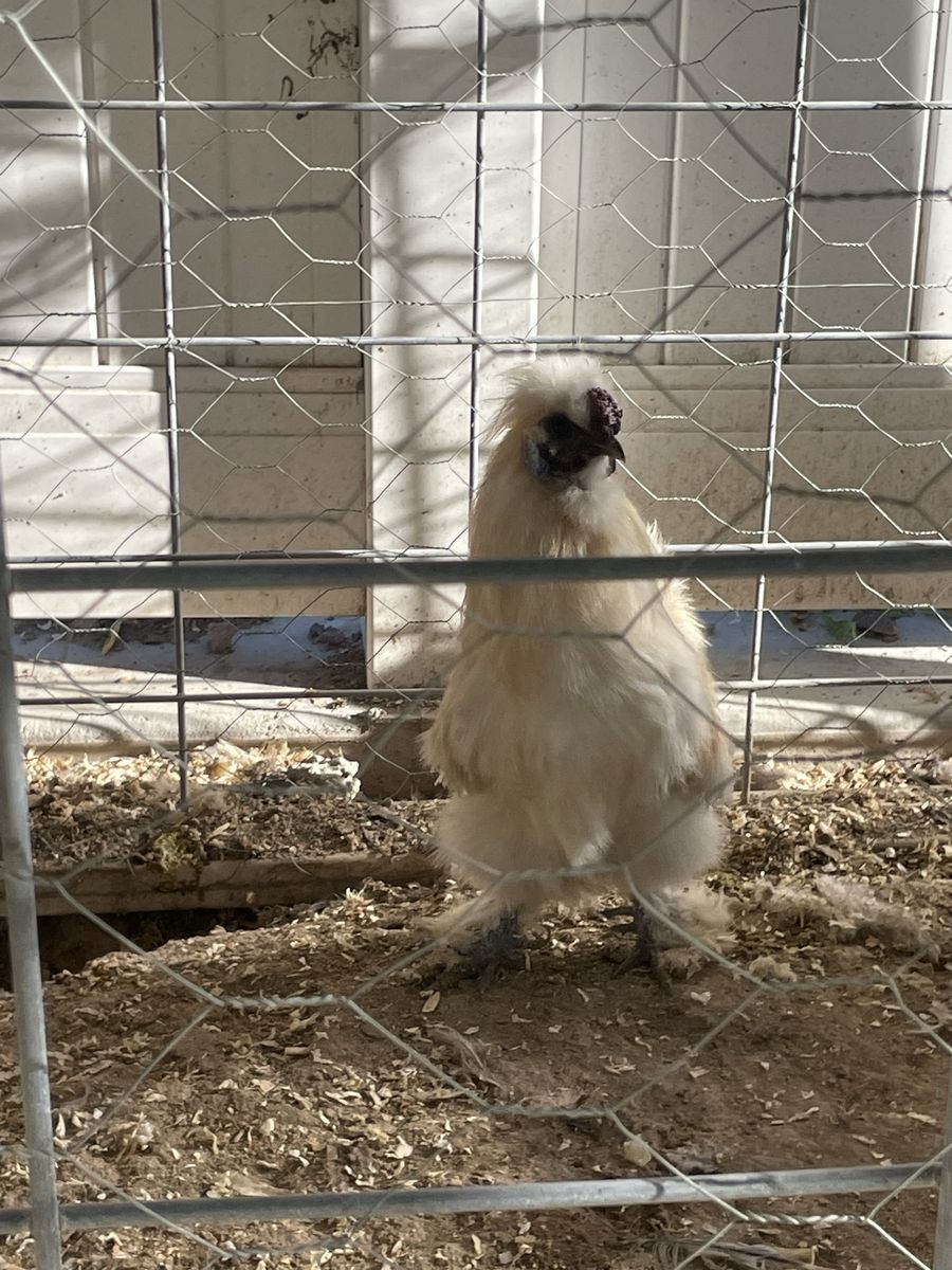 Free Silkie Rooster