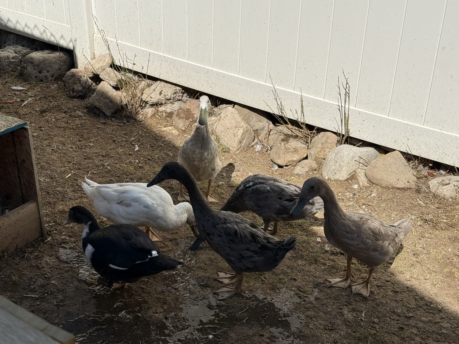 Ducks