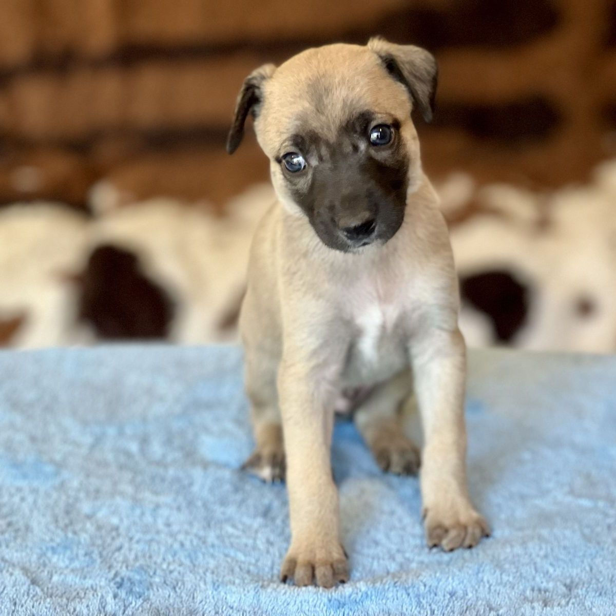 AKC Whippet Puppies - Vaccinated, Wormed, & Registered - Ready August