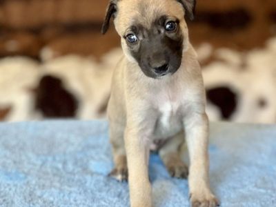 AKC Whippet Puppies - Vaccinated, Wormed, & Registered - Ready August