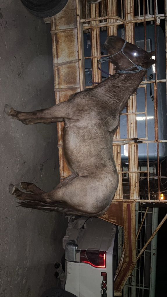 3 Year OLd Red Rian Filly