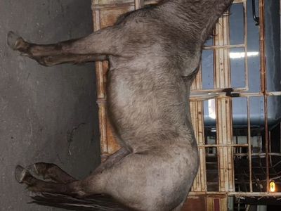 3 Year OLd Red Rian Filly