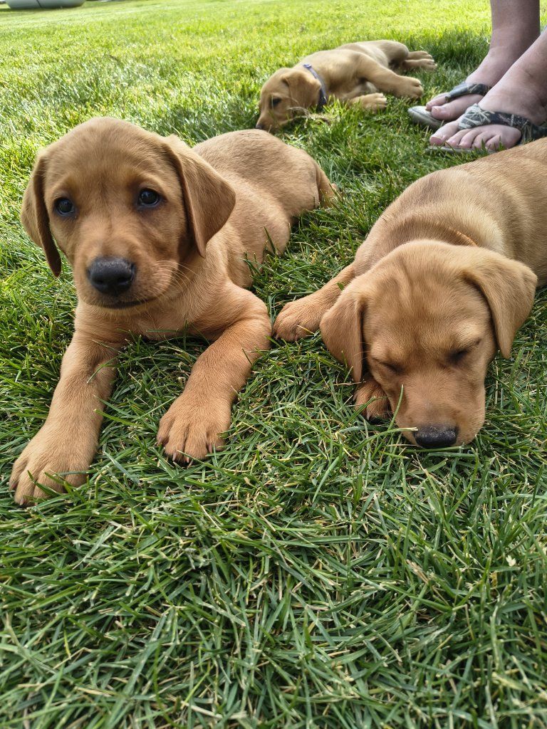 AKC Fox Red /Yellow Labs
