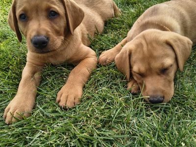 AKC Fox Red /Yellow Labs