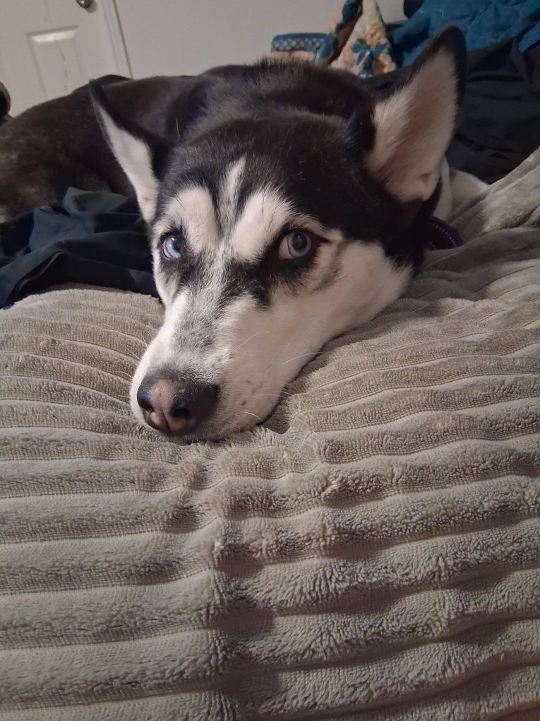 Husky - Black/White with Blue Eyes - Playful & Loving Companion