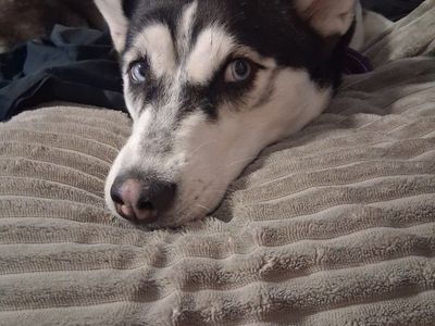 Husky - Black/White with Blue Eyes - Playful & Loving Companion