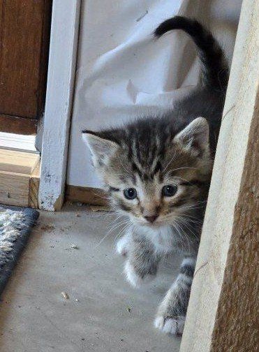 kittens