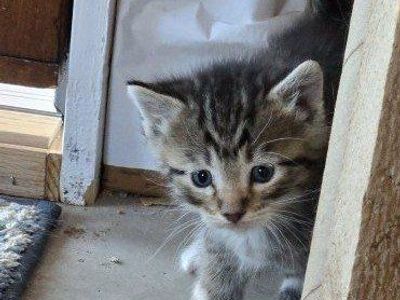 kittens
