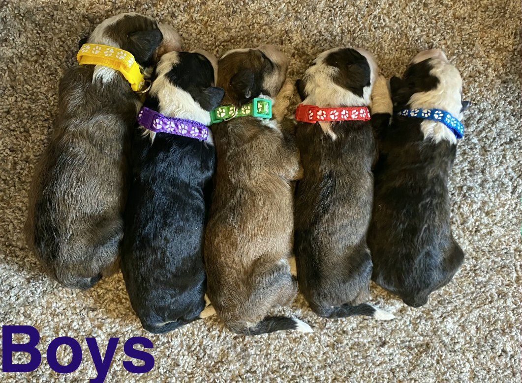 F1 Standard Bernedoodle Puppies! Beautiful Marble Brown Colorings!  Little Fluffs!  