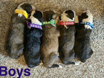F1 Standard Bernedoodle Puppies! Beautiful Marble Brown Colorings! Little Fluffs!