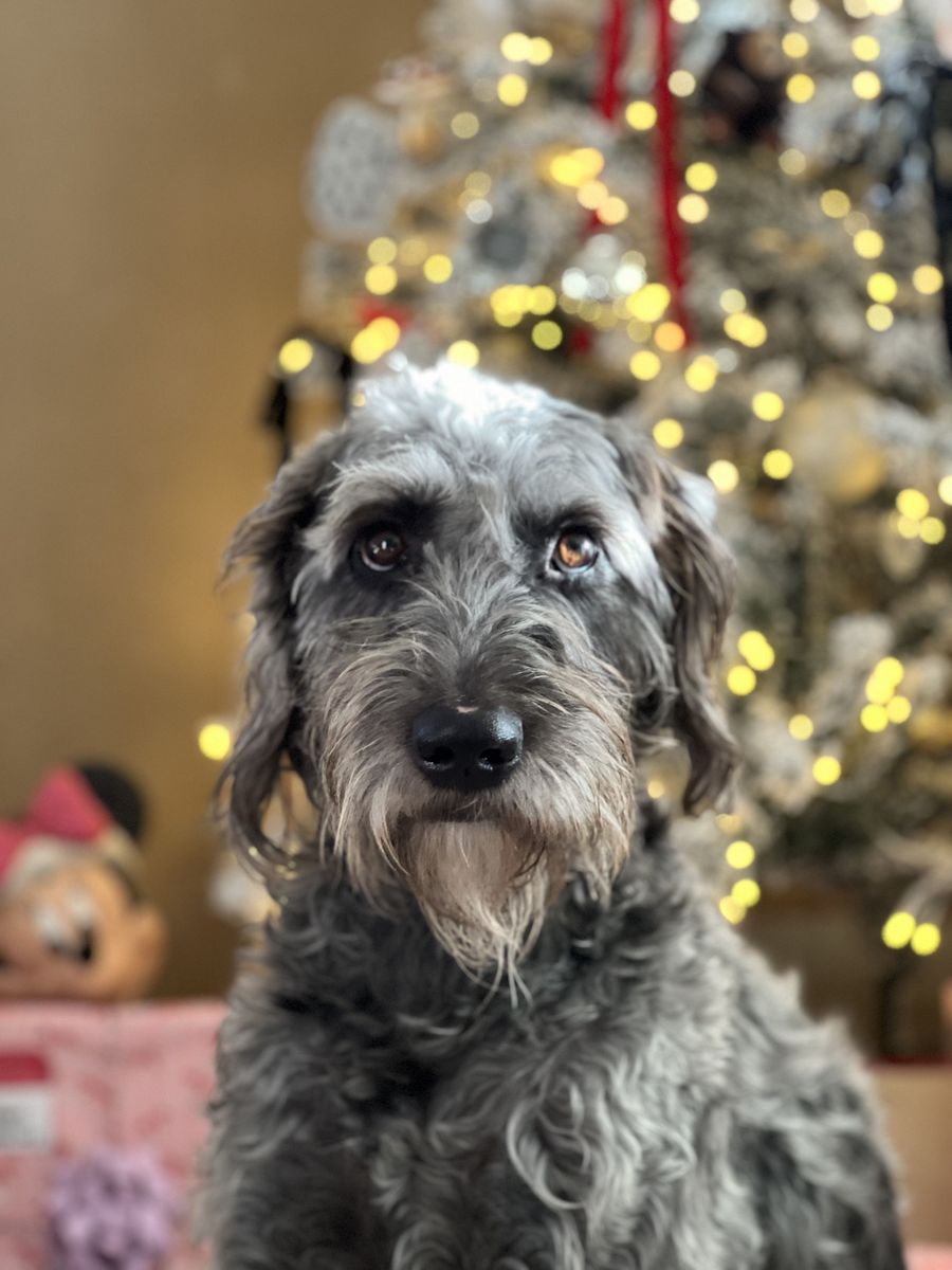 Weimeraner / Goldendoodle