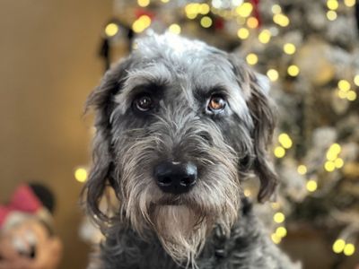 Weimeraner / Goldendoodle