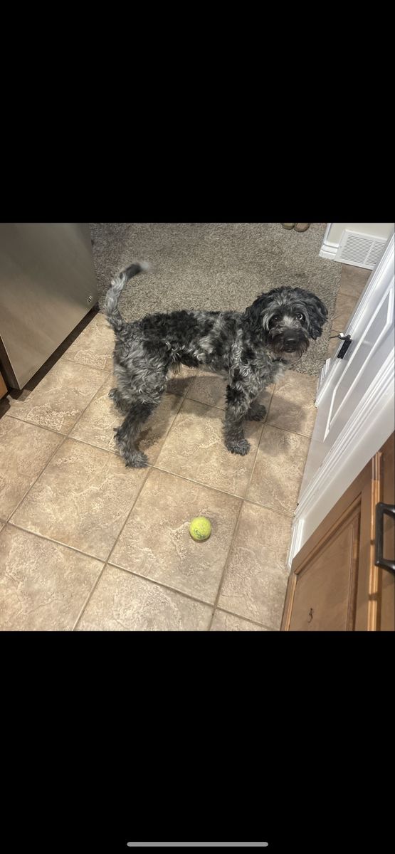 Benji - 6 y.o. Mini Bernadoodle - Male Dog, Sweet & Goofy, Great with Kids & Dogs, Not Neutered