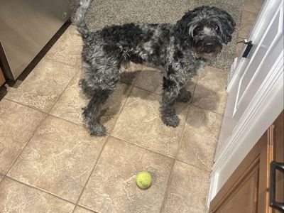Benji - 6 y.o. Mini Bernadoodle - Male Dog, Sweet & Goofy, Great with Kids & Dogs, Not Neutered