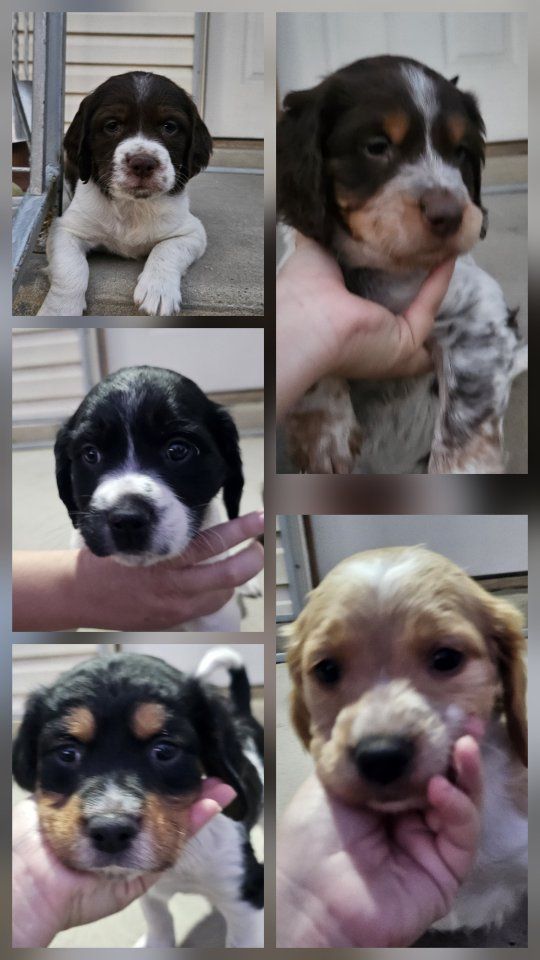 Brittany Puppies