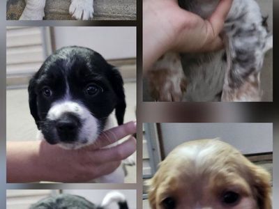 Brittany Puppies