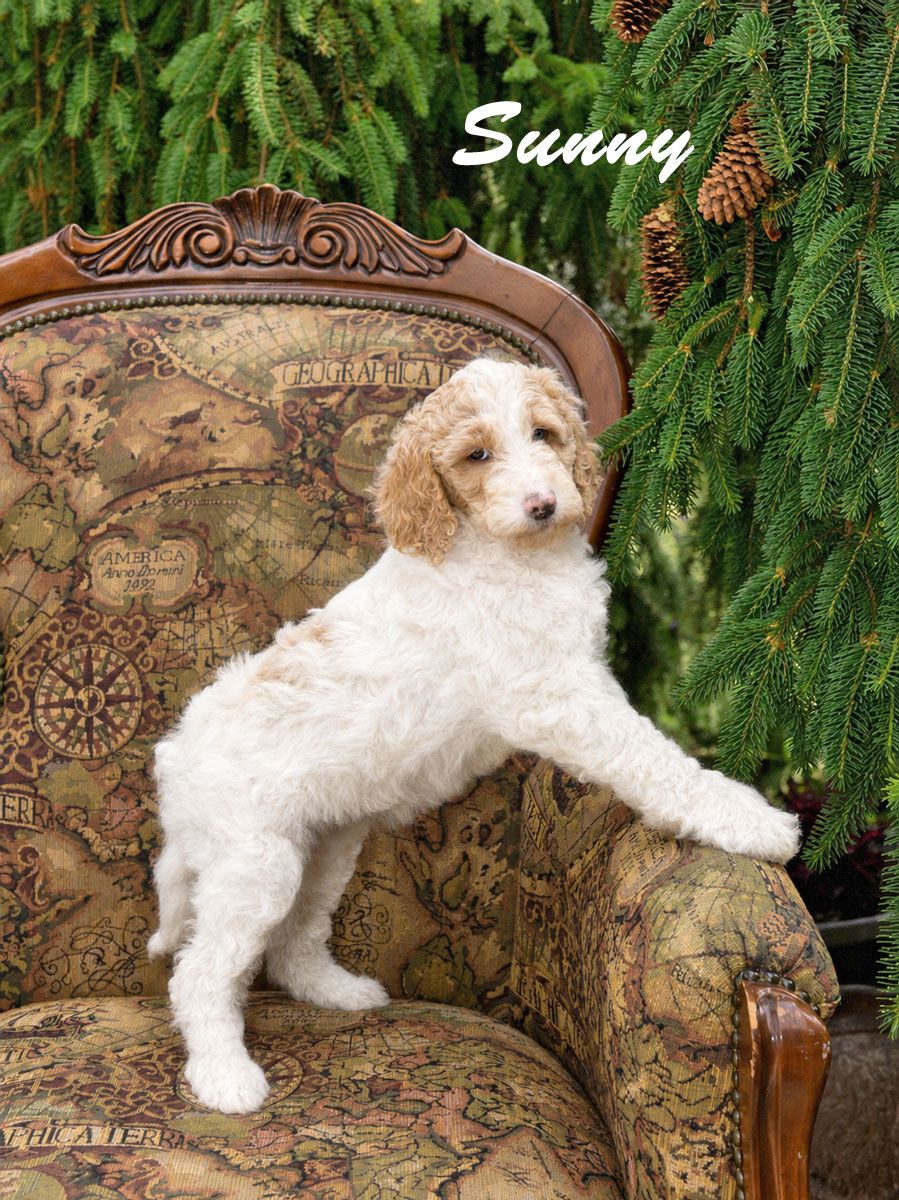 Multi-Gen Mini Goldendoodles