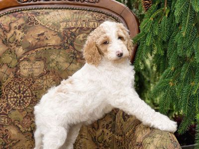 Multi-Gen Mini Goldendoodles