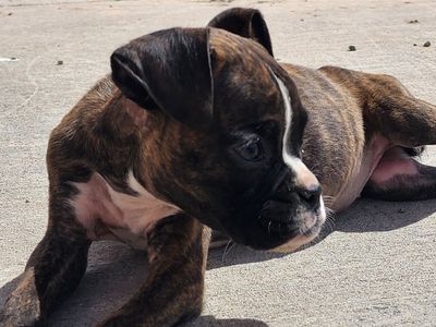 AKC female european boxer