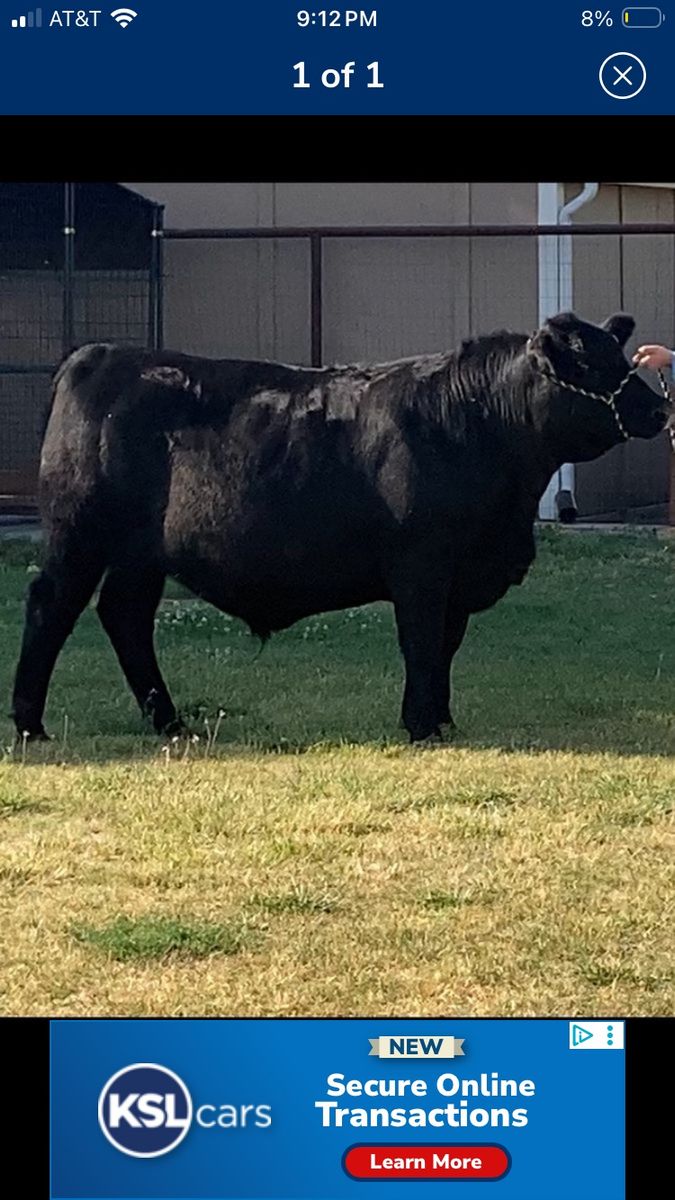 Beef, Black Angus