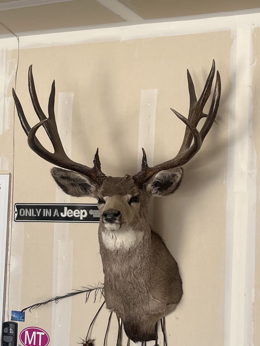 Mule deer