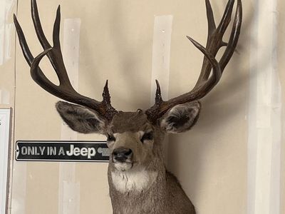 Mule deer