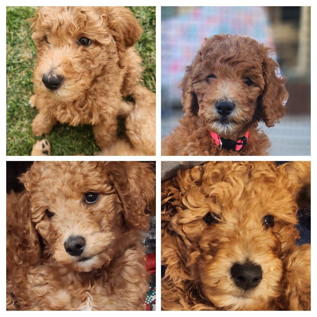 Rare Apricot AKC Standard Poodles – Ready NOW