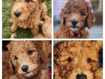 Rare Apricot AKC Standard Poodles – Ready NOW