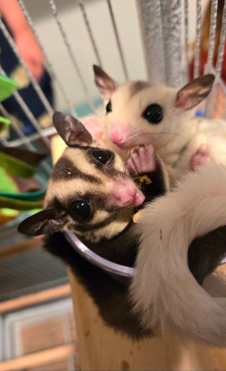 sugars gliders & cage