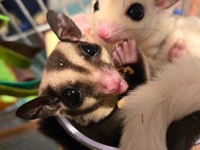 sugars gliders & cage