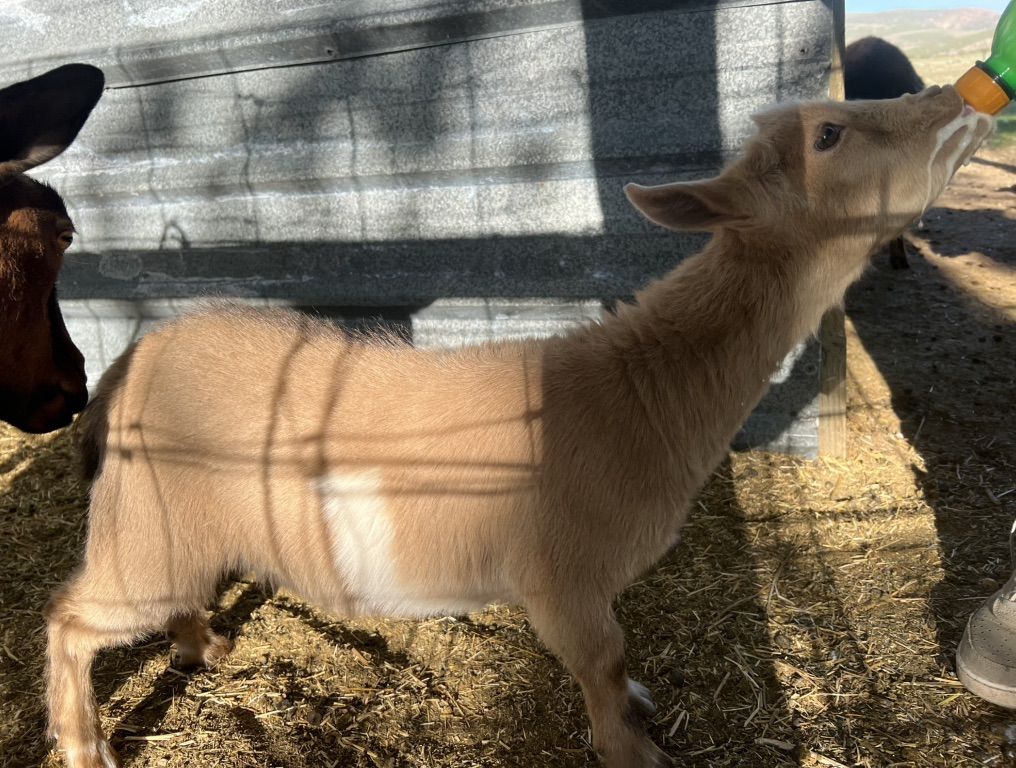 Nigerian Dwarf Doeling