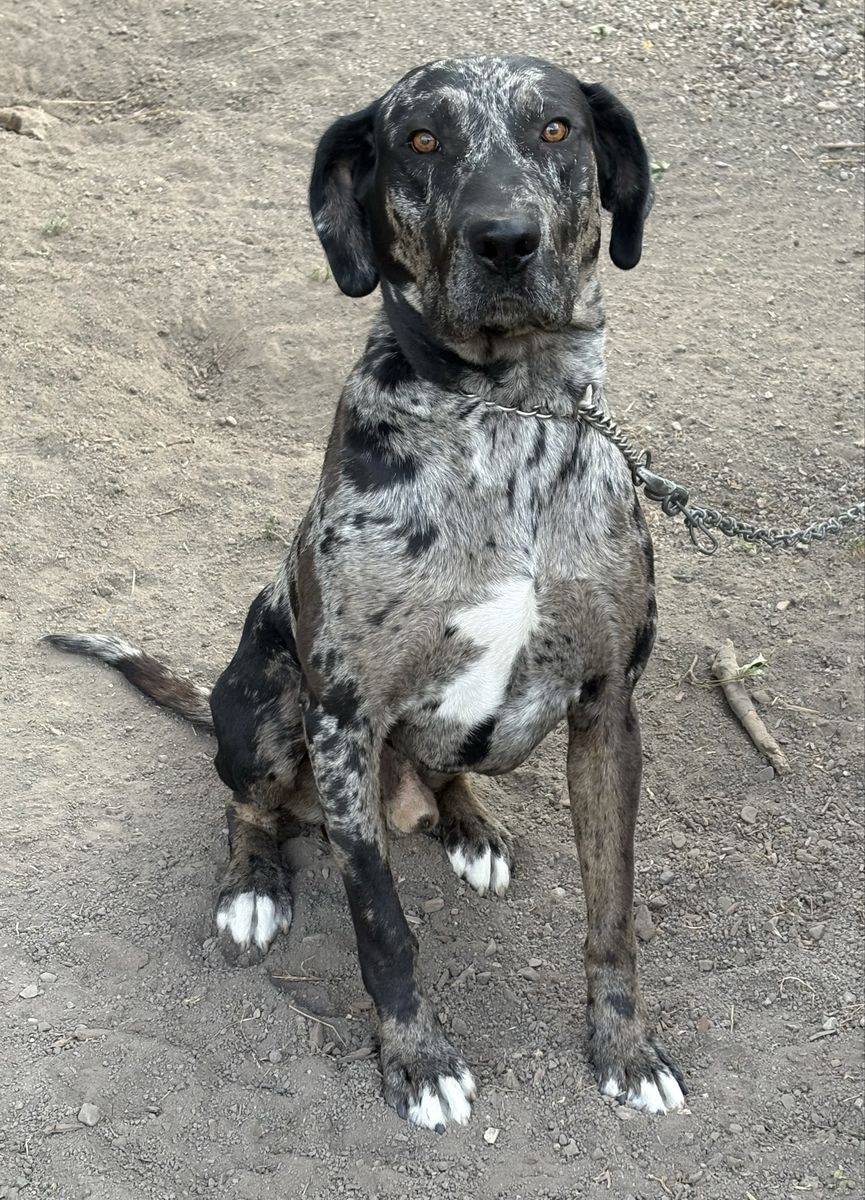 Mastiff-Dane Mix (Daniff) 22 months Dog friendly