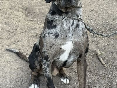 Mastiff-Dane Mix (Daniff) 22 months Dog friendly
