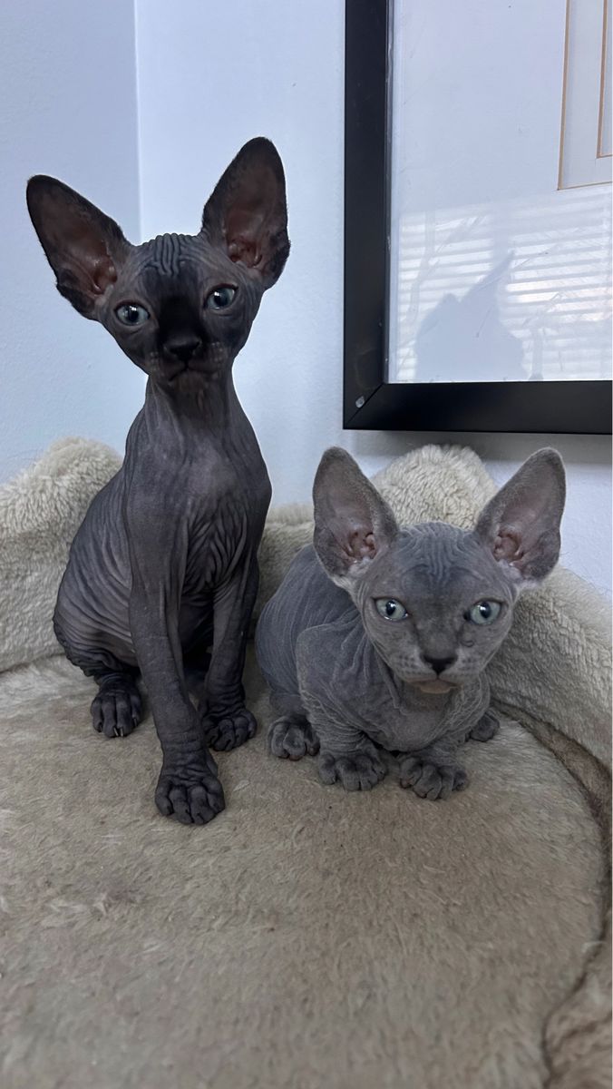 Sphynx babies— ONE LEFT