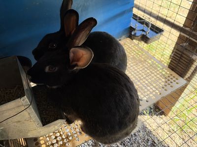 Black Otter Rex/Californian cross